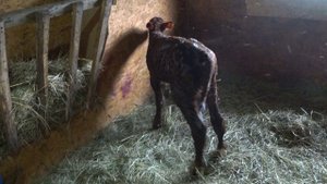 Опять пополнение ! Рождаются гиганты !