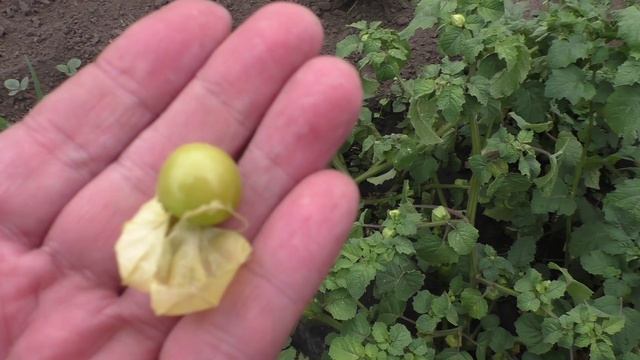 Урожай физалиса ЗЕМЛЯНИЧНЫЙ, 21 августа.