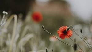 The Dukes of Dixieland - "Petite Fleur"