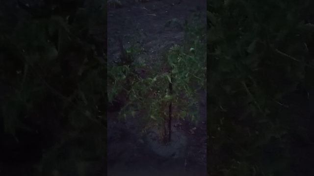 Я на агароде