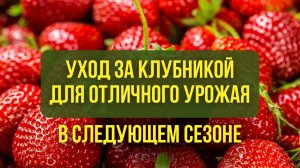 Уход за клубникой для отличного урожая в следующем сезоне