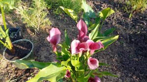 цветы лета 25 го что осталось после вредителей