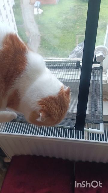 Опять разборки🐯