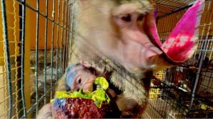 Степа опять обижает Тосю, а Анфиса пробует первый раз пробует вкусный авокадо)))