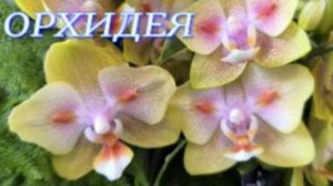 №1110/ ОРХИДЕИ бабочки в маг. ОРХИДЕЯ
