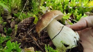 ПЕРВЫЕ БЕЛЫЕ ГРИБЫ И ЗАКЛЮЧИТЕЛЬНАЯ РЫБАЛКА ЭТОГО ЛЕТА. Рассказ у костра.