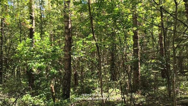 Прогулка #27 🌳🌲☀️🌳🌲 17.08.2025 смотреть онлайн