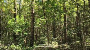 Прогулка #27 🌳🌲☀️🌳🌲 17.08.2025