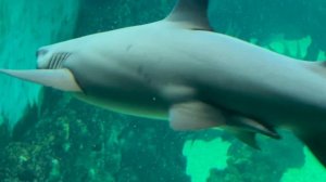 Океанариум Крокус, Красногорск, 06.2025