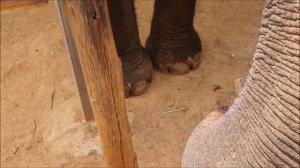 2025-03-14 ТАЙЛАНД: ПХУКЕТ (ЛЮБИМЫЕ СЛОНИКИ)