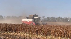 Жизнь в станице. Сбор подсолнечника.