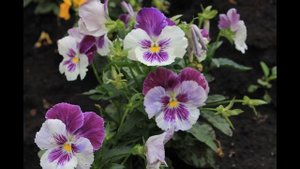 " Сегодня доктор прописал улыбку " Автор Юрий Вшивцев