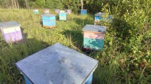 20 августа. Подсолнух в минусах