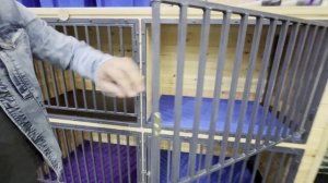 Вольер в манеж