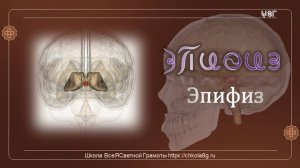Эпифиз. ВсеЯСветная Грамота