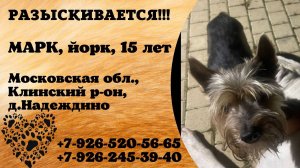 Пропала собака! МАРК. Йорк. 15 лет. Московская обл,  Клинский р-н,  д. Надеждино