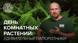 День комнатных растений в Царицыне. Удивительные папоротники.