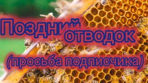 Поздний отводок ( просьба подписчика)
