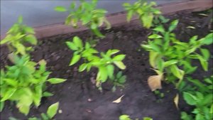 Вишневый сад. Злополучный дождик. Собираем урожай. Стройка века продвигается. #урожай2025