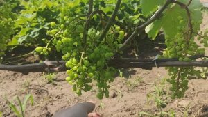 Виноград в Калужской обл. Июль 2025г. План работ часть 1