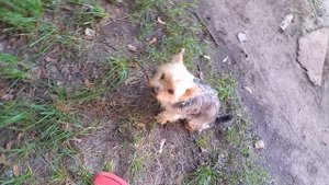 Фея и Юна 🐕 🤝 🐕