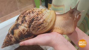 От улитки хмурый день светлей... Доброе утро. Фрагмент выпуска от 20.08.2025