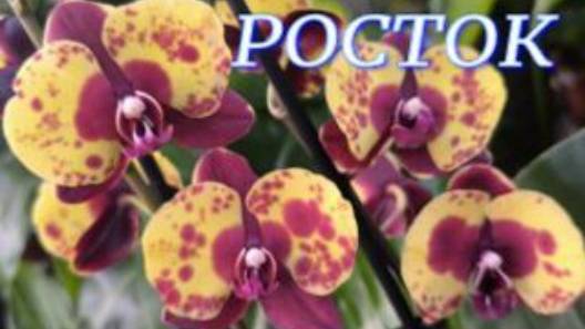 №1109/ МОРЕ шикарных ОРХИДЕЙ в с/ц РОСТОК