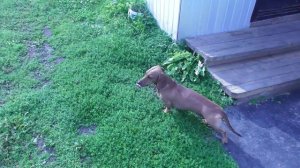 Сбор яблок  с внучкой #яблоки#сбор_яблок#внучка#внучка_с_дедом#собираем_яблоки#лето_2025#