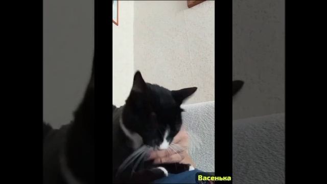 А сколько ещё бездомышей ждут помощи людей на улицах,мечтая стать домашними и здоровыми !?