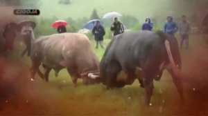 Драка быков эдит