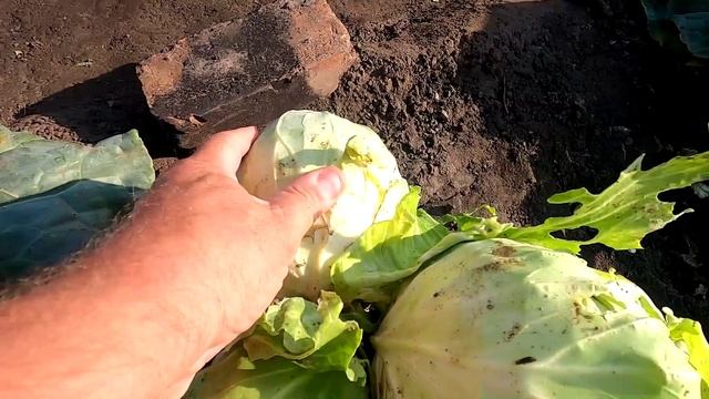На одной капусте выросли три кочанчика