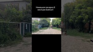 Немецкаякоманды ко мне с котиком! Четвертый день занятий!