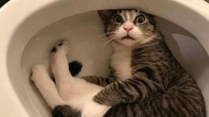 Приколы с котами! САМЫЕ СМЕШНЫЕ ЖИВОТНЫЕ С ОЗВУЧКОЙ!