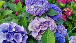 🍃🍃🍃🌺🌺🌺