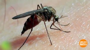 Антипраздник: зачем отмечают День комара? Доброе утро. Фрагмент выпуска от 20.08.2025