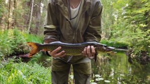 ХОРОШИЙ КЛЁВ ЩУКИ! Рыбалка на лесной речке со спиннингом.