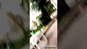 История кошки и человека (MovaviClips)