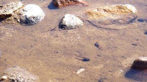 Мурманск. Головастики в сопках. Микромир жизни вокруг нас.