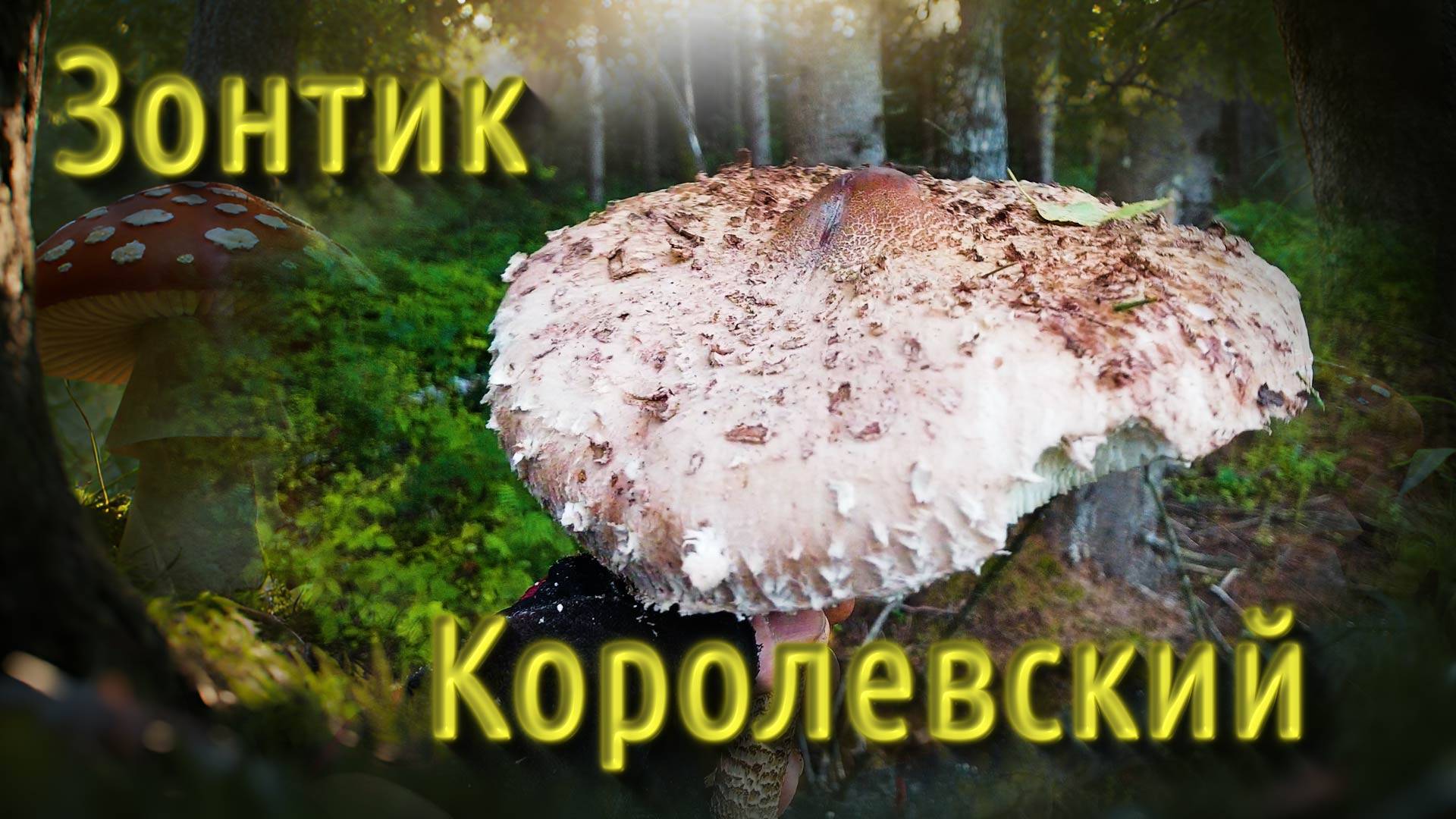 По грибы 20 августа 2025 года смотреть онлайн