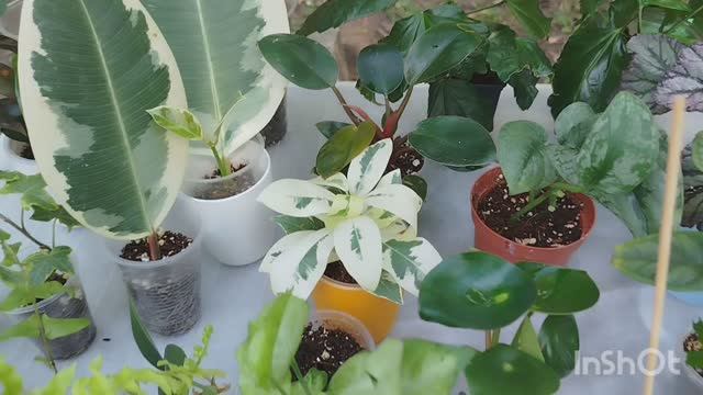 Выставка цветов в Самаре.🌷🌳🪴🎋Часть 6.