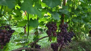 Подарок Несвятая селекции Павловского Е. Г виноград с ярким мускатом.