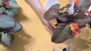 Взрослая бегония Креклин Роуз и другие комнатные растения