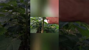 Крымская жизнь!Наши приятные новости этих дней!