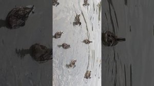извиняюсь за качество, гуляю с родителями по городу, бабал ти 🥴🫠