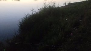 Зачетные карпы на кукурузу, на флэт. Вечерняя рыбалка. рыбалка на кормачки