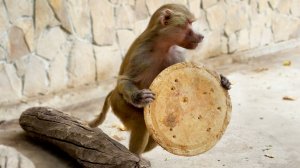 Люся со ЩИТОМ и ТАБУРЕТКОЙ - та еще ЗАТЕЙНИЦА! Лида хочет на качели? У Елисея есть комната уединения