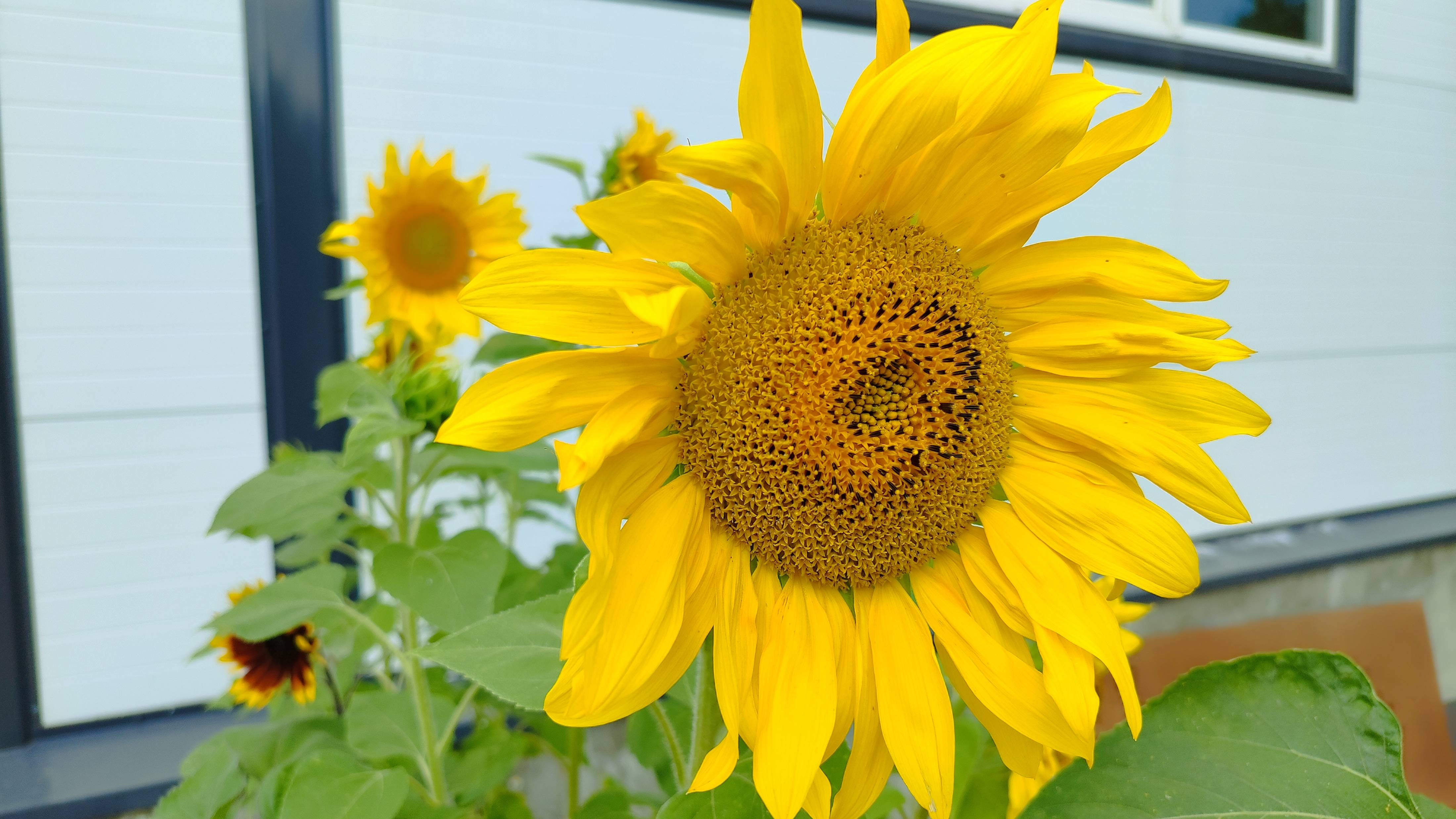 Носочное БИНГО 2025 с Аннушкой / АВГУСТ /1 пара смотреть онлайн