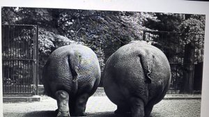 Рыма чек — продолжение следует . крошка рядом с сожителем ...
🥺🥺🥺