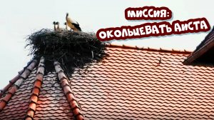 Аисты на крышах города