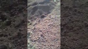 Траншея  под кабель